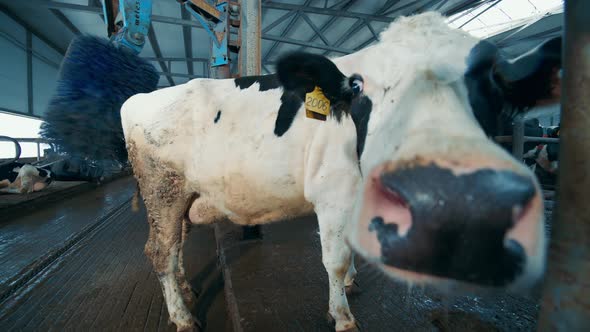 Close Up of a Farm Cow Trying to Sniff the Camera