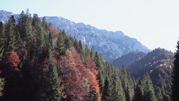 Autumn Foliage At Mountainous Forest Terrain Piatra Craiului Mountains In Brasov County, Romania, Pa