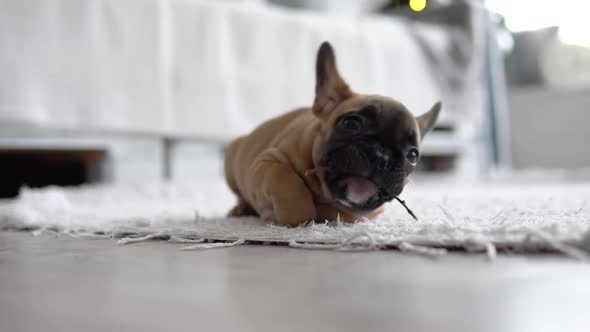 Funny French Bulldog on the Carpet in the Light and Bright Room