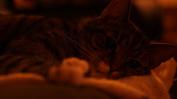 cat resting under a red light