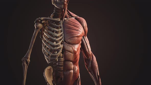 Muscular and Skeletal System of Human Body alt