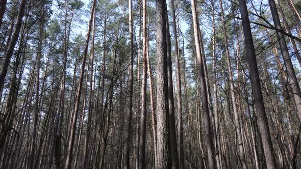 Forest Landscape Aerial View Slow Motion