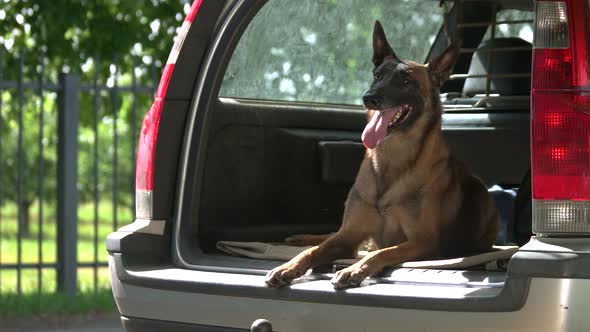 Dog Is Lying Into a Car Trunk.