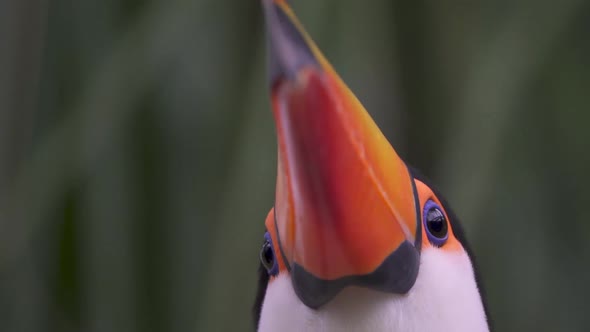 Extreme close up shot of a Toucan looking up and blinking on a rainy day. Low angle