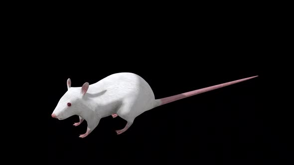 White Rat Eat Top Angle Front View alt