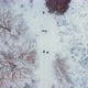 Aerial Top Down Drone View of Group of People Walking between Trees on a Field Covered with Snow - VideoHive Item for Sale