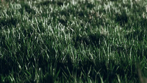 Soft Defocused Spring Background with a Lush Green Grass