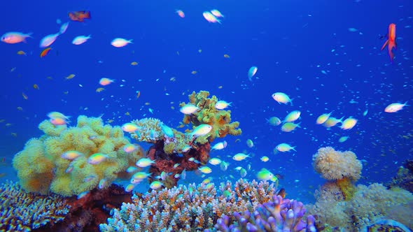 Reef Coral Tropical Garden