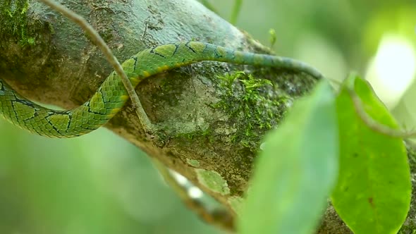 Sri Lankan green pit viper Craspedocephalus trigonocephalus Ceylon pit viper green snake endemic pet