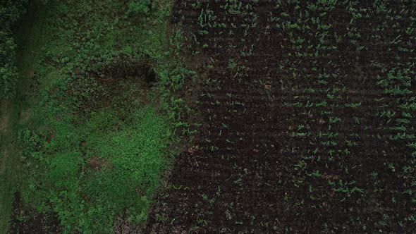 Aerial view of the Arusha City