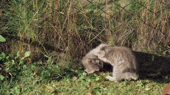 Kittens playing together. Two cute kittens playing in the garden