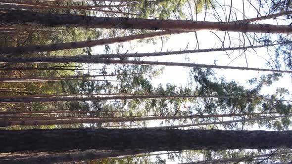 Vertical Video of a Forest Landscape on an Autumn Day in Ukraine