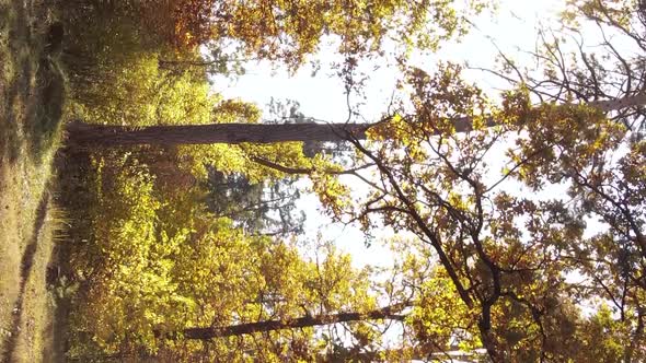 Vertical Video of an Autumn Forest During the Day in Ukraine