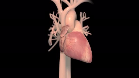 The right atrium receives blood from the veins and pumps it to the right ventricle.