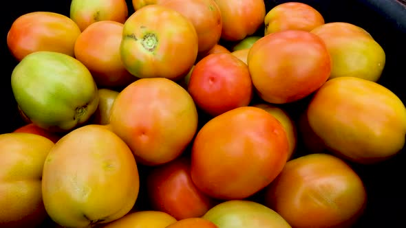 A pile of freshly picked delicious organic red and orange tomatoes picked from the garden and ready