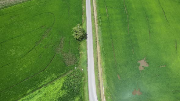 The Paddy Rice Fields of Kedah and Perlis, Malaysia