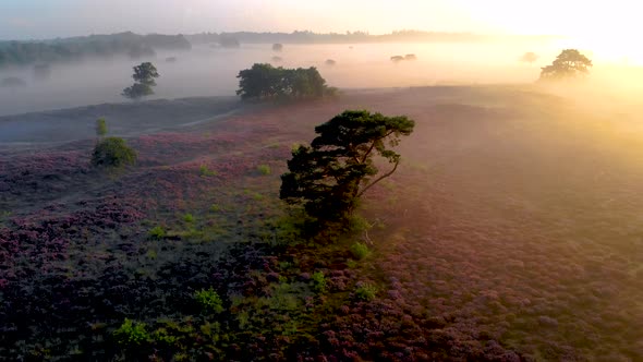 Posbank National Park Veluwezoom Blooming Heather Fields During Sunrise at the Veluwe in the