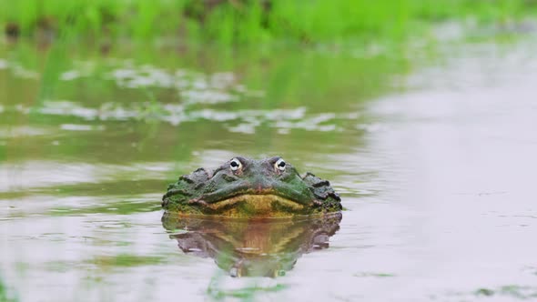 African Bullfrog On Freshwater Pond At Daytime During Rainy Season In Central Kalahari Game Reserve,