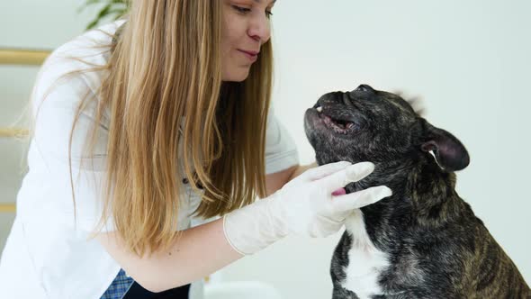 Veterinarian Woman Examines the Dog and Pet Her