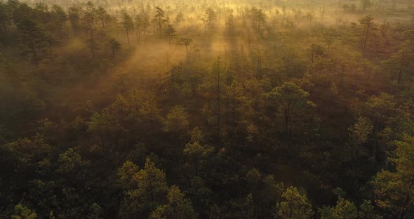 Beautiful Sunrise in Foggy Bog Forest Landscape in Wild Nature Aerial View