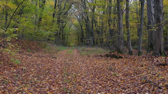 Brown Leaves