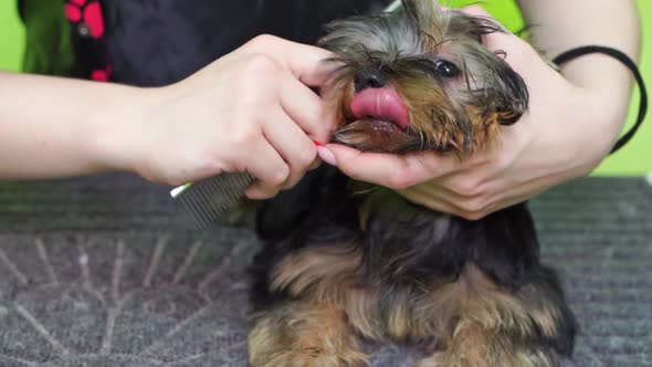 Groomer Combs of Yorkshire Terrier