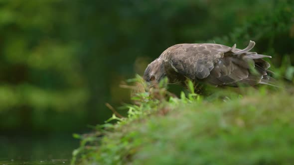 Low close static shot of a buzzard standing on the grassy bank of a pond looking and searching with