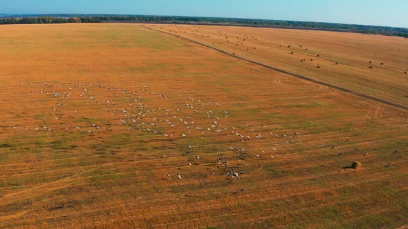 Aerial View of a Flock of Birds Flying Over a Field in Sunny Summer Weather