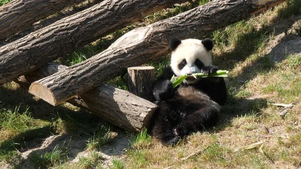 Cute panda bear eating bamboo. Static, high angle