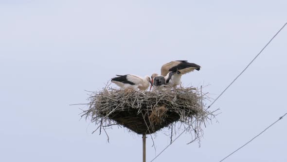 Storks Family Are Sitting in the Nest on Pillar of High Voltage Power Lines on Sky Background