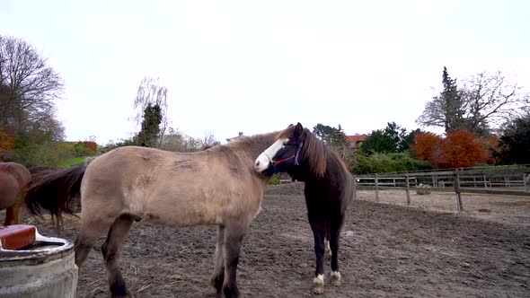 Two affectionate horses hugging each other in a ranch horse in slow motion.