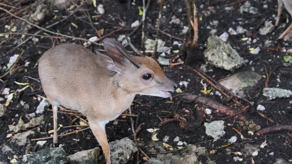 Forest Mini Antelope  Duker Royal Antelope Tiniest Antelope at Zoo Zanzibar