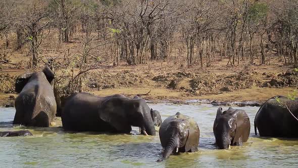 African bush elephant in Kruger National park, South Africa