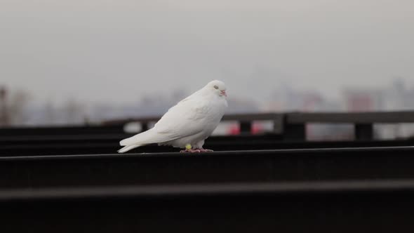 Lonely White Dove Sitting on the Roof Symbol of Peace