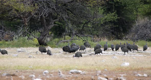 flock of Crested guineafowl Etosha, Namibia Africa