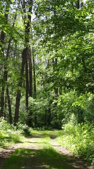 Vertical Video of the Forest By Day