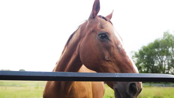 Close up of a beautiful brown horse on a green pasture in slow motion.