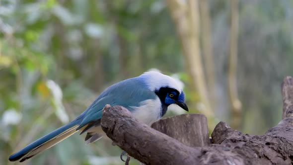 Cute Green Jay Bird sitting on tree of tropical amazon rainforest in South America