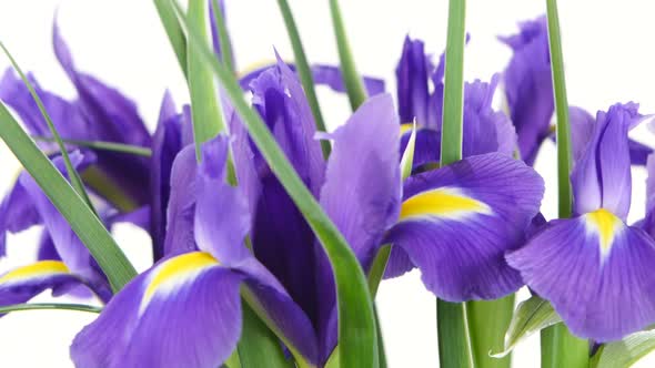 Iris Flowers on White, Rotation, Close Up