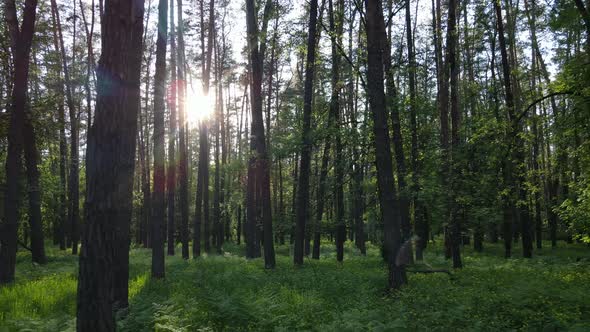 Wild Forest Landscape on a Summer Day