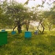 Honey Bee Hives in Against Sunset Background - VideoHive Item for Sale