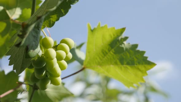Immature fruit on grapevines branches 4K video