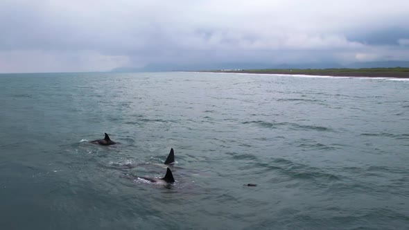 Family Killer Whales Hunts Small Baby Dolphin Orca Chase Porpoise Azovka