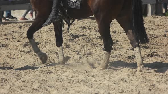 Hooves of Horse Walking on the Field