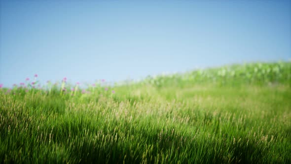 Field of Green Fresh Grass Under Blue Sky