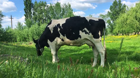 Cow Eats Green Grass