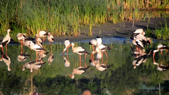 Many Birds Storks and Seagulls on the Shore of the Lake Near the Green Reeds