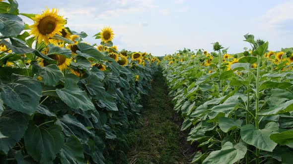 Sunflowers in the Field Lots of Beautiful Helianthus in Vibrant Colors