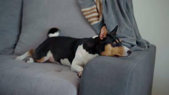 Closeup Shoot of a Cute Sleepy Dog Relaxing Lies on a Gray Sofa