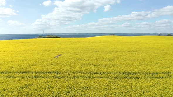 Lakeside Canola Field in Jutland, Denmark